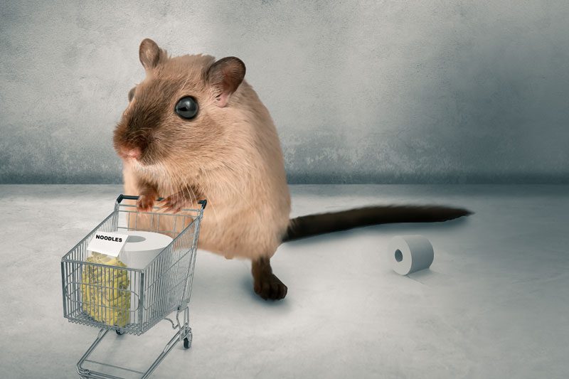 Verbotene Lebensmittel: Maus schiebt Einkaufswagen mit einer Rolle Klopapier.